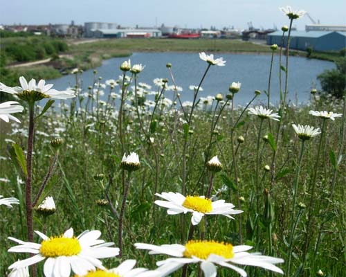 Larger version of one of the smaller images above